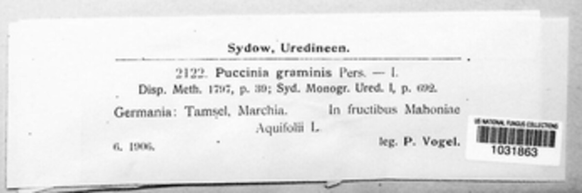 Puccinia graminis image
